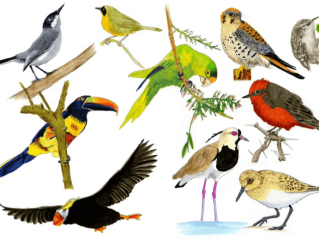 especies de aves (1)