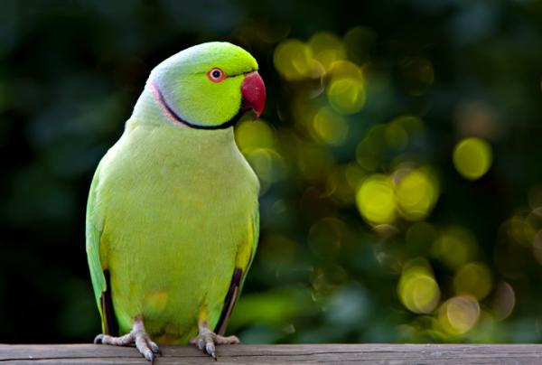 nombres_de_las_aves_exoticas_del_mundo_1805_600