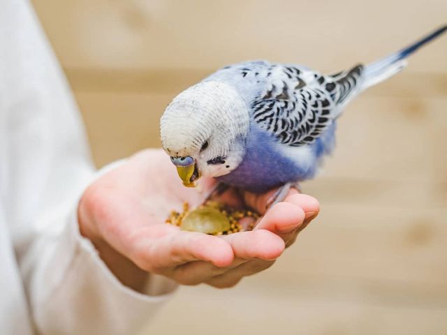 tipo-alimento-mundo-pajaro